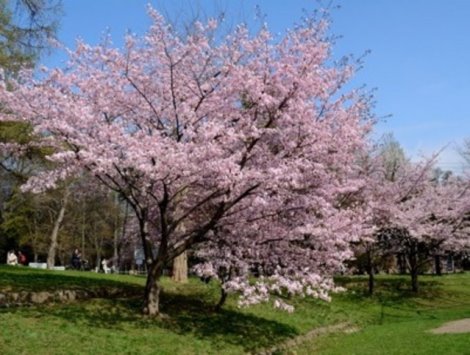 ✿札幌圓山公園【賞櫻名所】