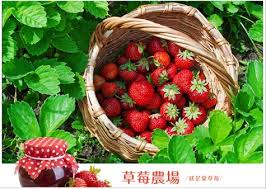 季節限定~草莓農場體驗(含草莓300G)
