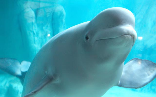 韓國市區最大水族館~樂天世界水族館AQUARIUM