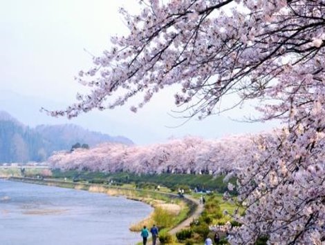 【✿賞櫻名所】角館・檜木內川堤~大和風情櫻花河岸