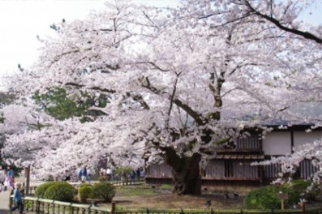 【✿賞櫻】弘前城公園（櫻名所2600棵）