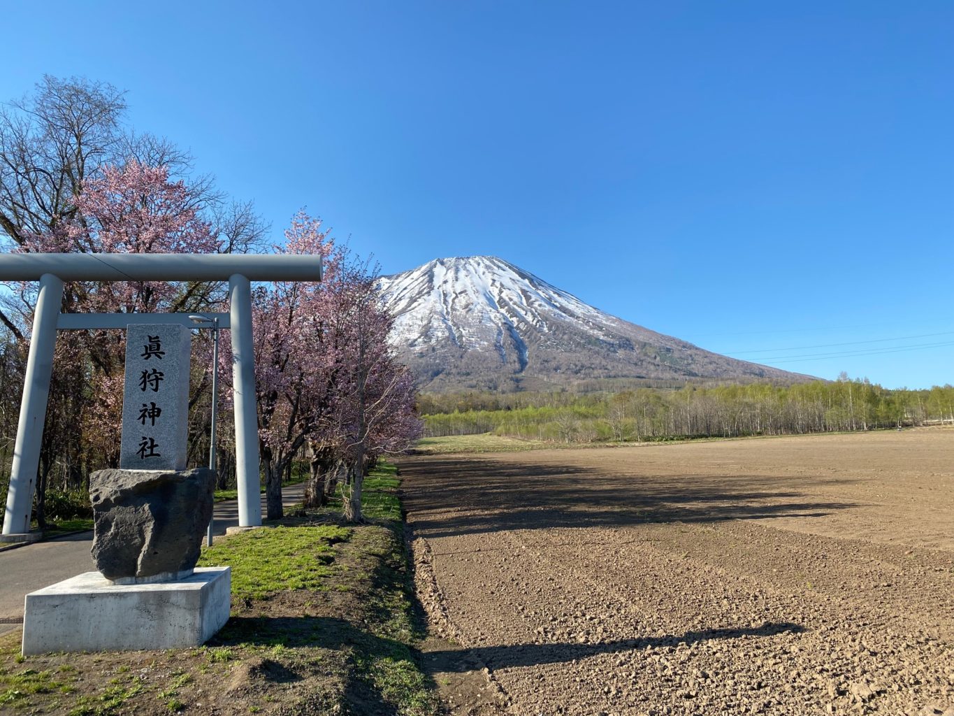 ✿真狩神社【賞櫻名所】~雪景櫻花一次滿足