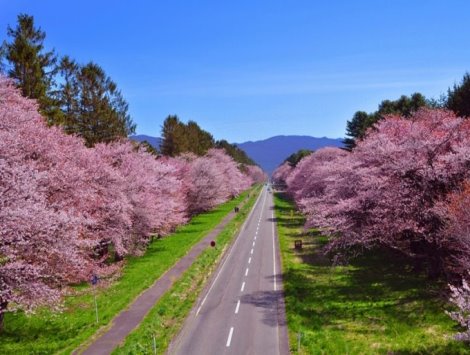 ✿登別櫻花隧道【賞櫻名所】