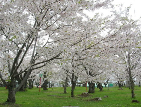 ✿青葉之丘及oniushi公園【賞櫻名所】