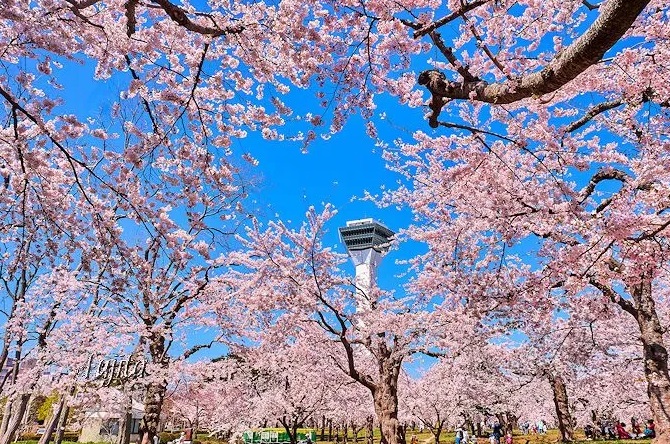 ✿五稜廓公園(日本百大名城)【賞櫻名所】