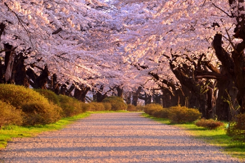 【✿賞櫻百選】北上展勝地公園~漫步粉紅花蕾隧道