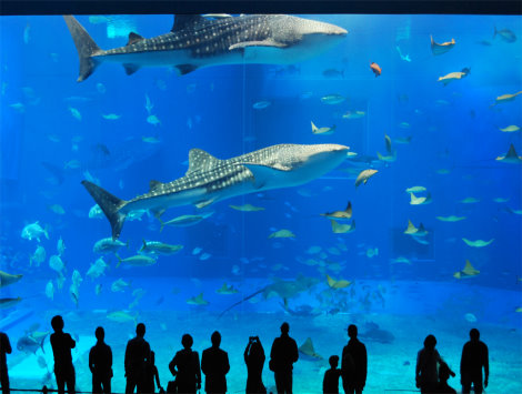 海洋博公園～海豚表演秀～珊瑚七色海～美麗海水族館
