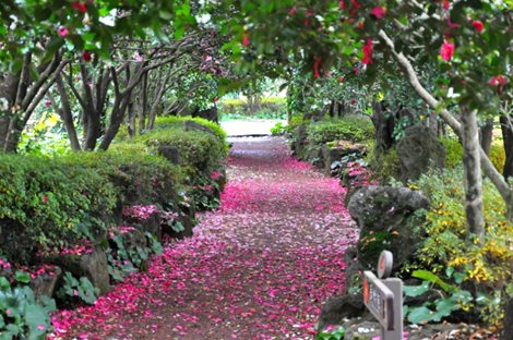 網美最愛祕密花園～山茶花之丘Camellia Hill